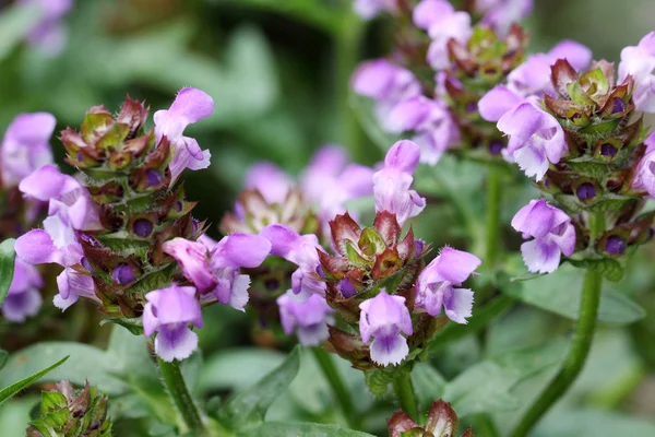 Ajuga reptans — Fotografia de Stock