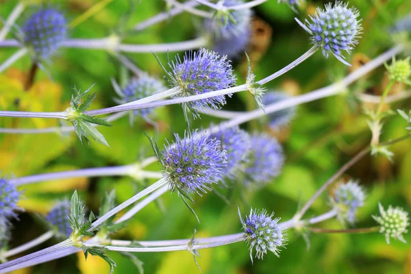 Eryngium planum — Foto de Stock