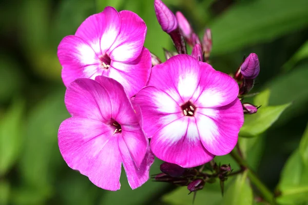 Blüten des Phlox paniculata — Stockfoto