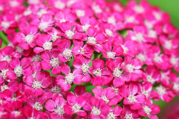 Achillea millefolium flowers — Stock Photo, Image