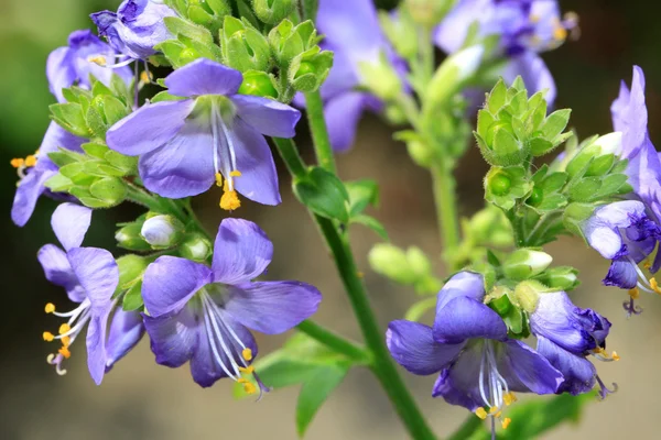 Polemonium yezoense 'Bressingham Purple' — Stock Fotó