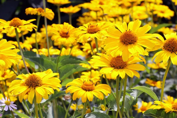 Heliopsis helianthoides Stockbild