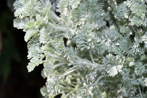Artemisia schmidtiana Stockbild