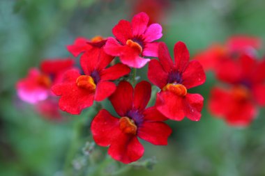 Red Nemesia flowers clipart