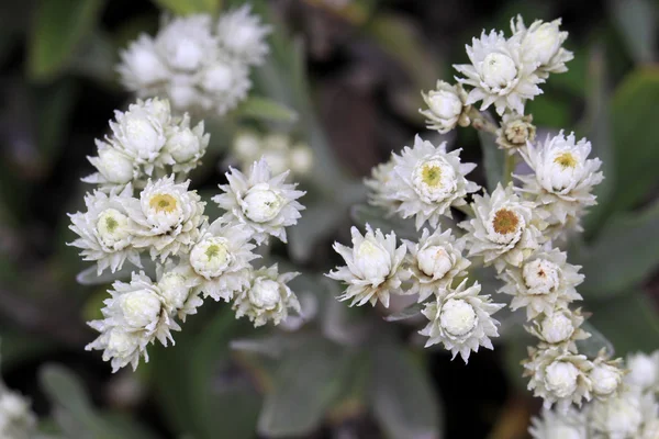 Leontopodium alpinum — Foto Stock