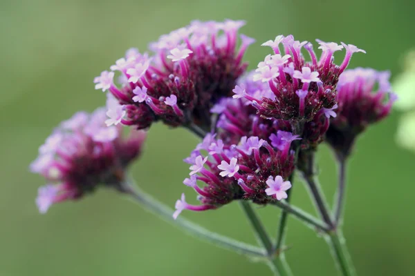 Werbena bonariensis — Zdjęcie stockowe