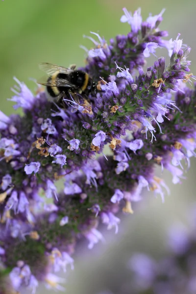 Bumblebee on a Agastache 'Blue Fortune'