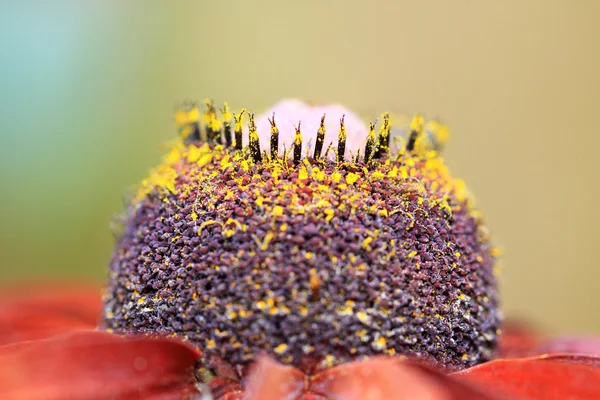 Stamens of Rudbeckia flower — Stock Photo, Image