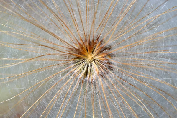 Seedpod of clematis — Stock Photo, Image