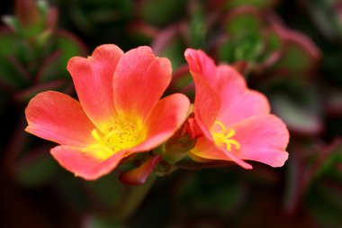Egzotik Portulaca umbraticola