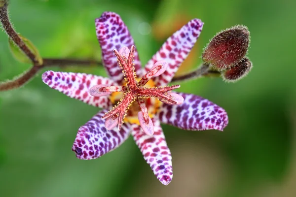 Exotiska blommor av hårig formos Royaltyfria Stockfoton