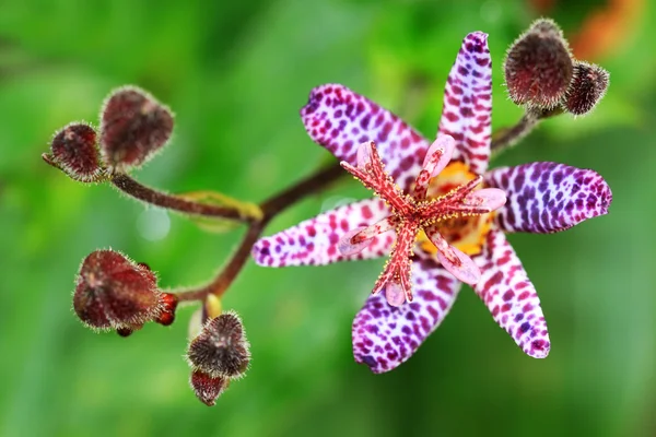 Il Tricyrtis appartiene alla famiglia del orchid Foto Stock