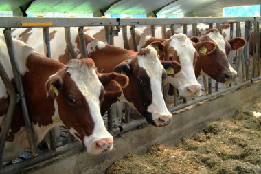 İnekler ruminants vardır