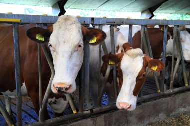 İnekler are bohça hayvan