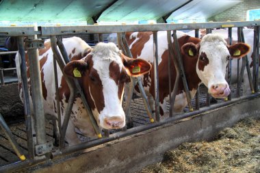 İnekler ruminants vardır