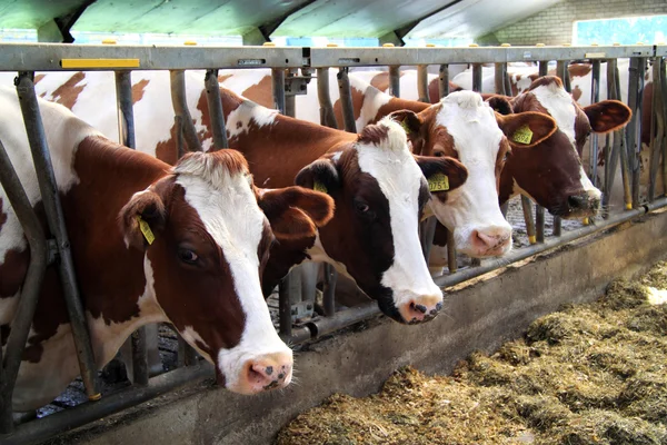 Koeien zijn kalme dieren — Stockfoto