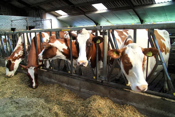 İnekler ruminants vardır — Stok fotoğraf