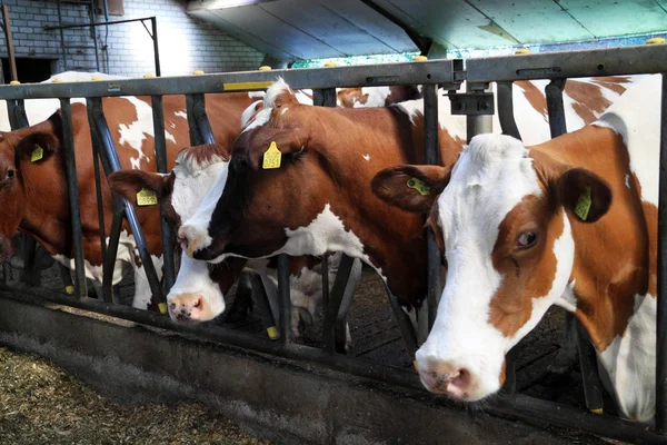 Koeien zijn gevoed in de stal — Stockfoto