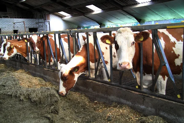 Kor är nyfikna djur — Stockfoto
