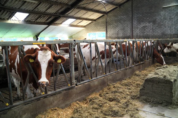 Kor gård djur — Stockfoto