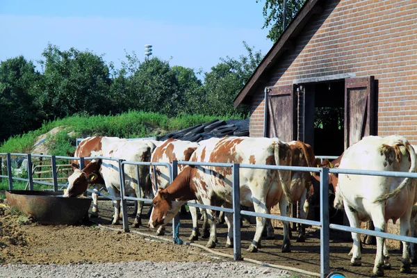Krávy na cestě do pastvin — Stock fotografie
