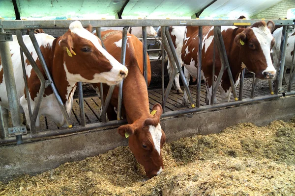 Le mucche vengono nutrite nella stalla Immagini Stock Royalty Free