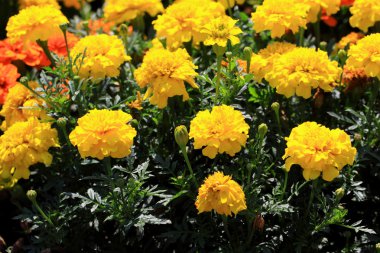 Tagetes yıllık ve çok yıllık bitki cinsidir