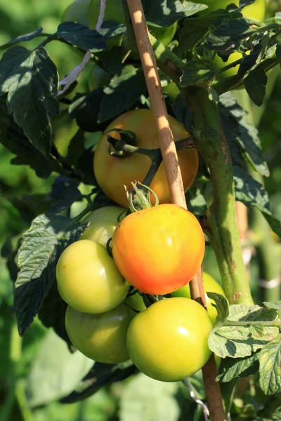 Green tomatoes on the bush — Stock Photo, Image