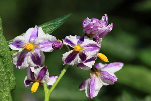 Solanum muricatum planta com flores . — Fotografia de Stock