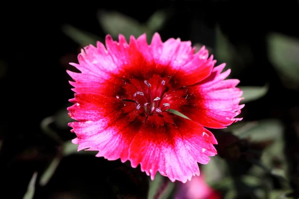 Çiçek Çin karanfil (karanfil chinensis) — Stok fotoğraf