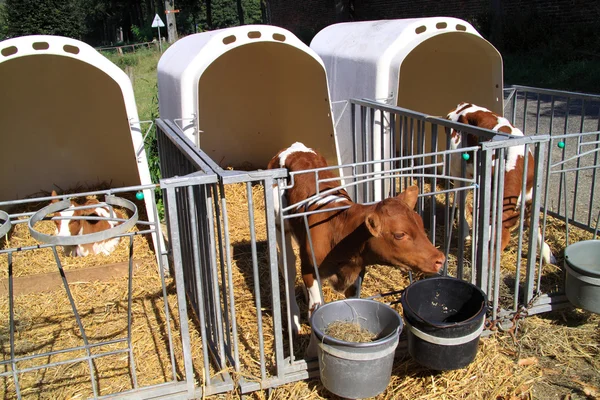 Le giovani mucche sono tenute separate Immagini Stock Royalty Free