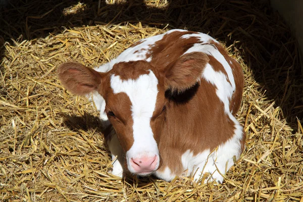 Un vitello appena nato Fotografia Stock