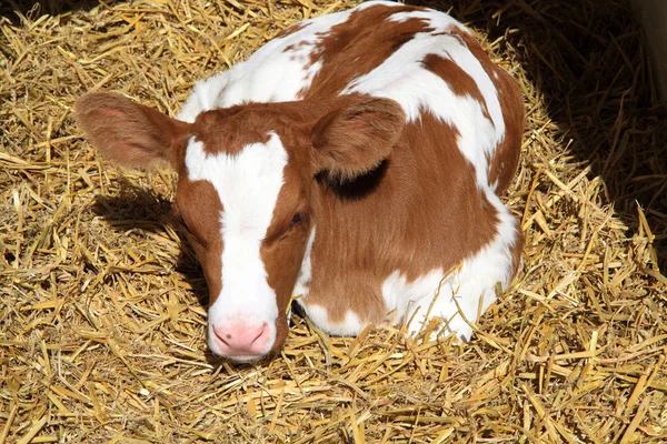 Un vitello appena nato ha all'inizio poco sistema immunitario . Immagine Stock