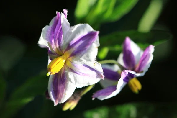 Fiori di Solanum muricatum Foto Stock