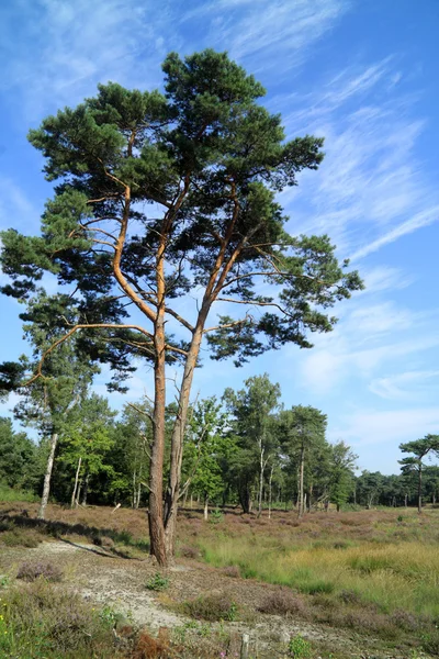 Pohon Pinaceae dan kesehatan di Eropa — Stok Foto