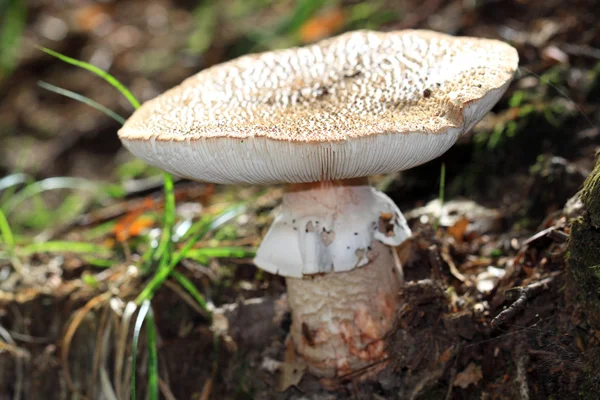 Amanita rubescens paddestoel — Stockfoto