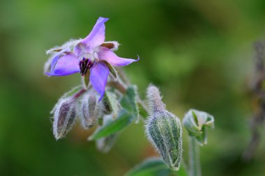 Hodan zarif mutfak bitki yenilebilir çiçekler ve yapraklar.