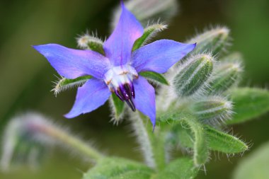 Borage as graceful kitchen herb with edible flowers and leaves. clipart