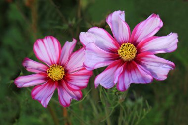 İki renkli Cosmos Picotee çiçek