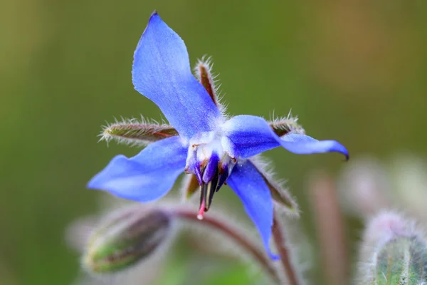 Borage as graceful kitchen herb with edible flowers and leaves. — Stock Photo, Image