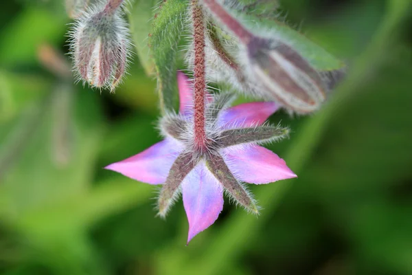 Borragine come graziosa erba da cucina con fiori e foglie commestibili . — Foto Stock