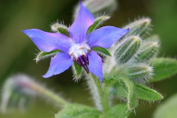 Borragine come graziosa erba da cucina con fiori e foglie commestibili . — Foto Stock