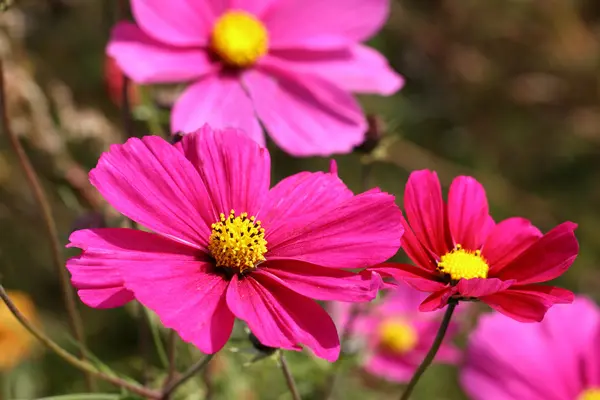 Cosmos flor en color rosa oscuro — Foto de Stock