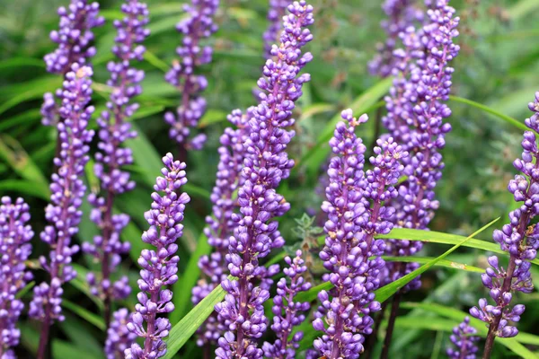 Liriope muscari evergreen plant — Stock Photo, Image