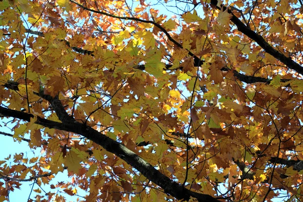 Feuilles de couleur jaune — Photo