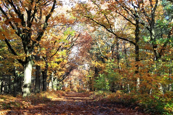 Ліс з осінніми кольорами — стокове фото