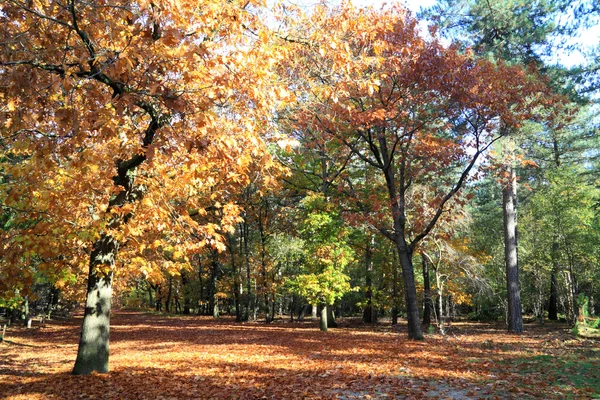 Güneşli orman yolu