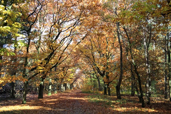 Золотий осінній ліс — стокове фото