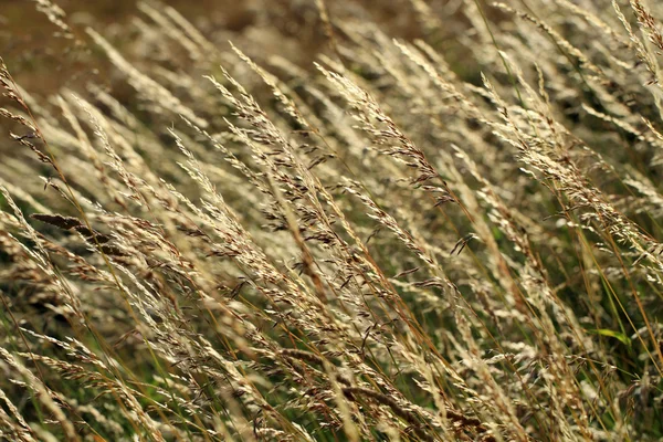 Allergische symptomen kan worden veroorzaakt door stuifmeel van gras — Stockfoto