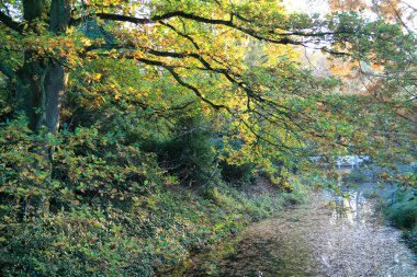 Güzel bir sonbahar park
